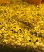 5 longfin 5 korte vin wildkleur Ancistrus 2 cm, Vis, Zoetwatervis, Schoolvis