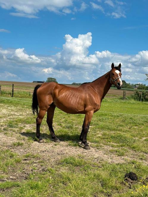 17 jarige fokmerrie te koop, Dieren en Toebehoren, Paarden, Merrie, Onbeleerd, 165 tot 170 cm, Springpaard, Met stamboom, Gechipt