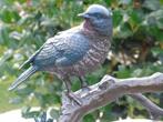 bronzen beeld van een vogel (3) op een tak..., Ophalen, Nieuw