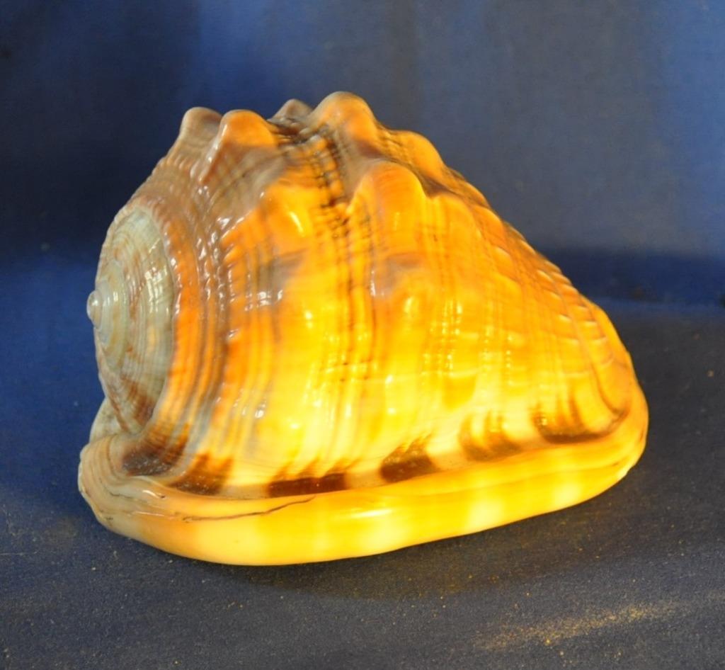 coquillage bouche de taureau, Ophalen of Verzenden, Schelp(en)