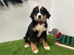 Berner Sennen pups, België, CDV (hondenziekte), Meerdere, Meerdere dieren