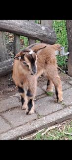 Dwerggeit Bokje ( handtam), Dieren en Toebehoren, Mannelijk, Geit, 0 tot 2 jaar