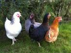 Ruime keuze legkippen in verschillende kleuren, Dieren en Toebehoren, Vrouwelijk, Kip
