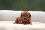 Dwergpoedel pups, Toy Poedel, mini Poedel, België, 8 tot 15 weken, Meerdere, Meerdere dieren