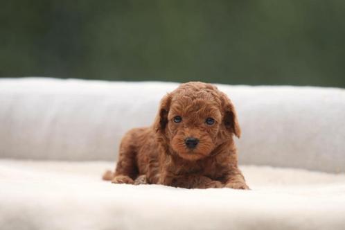 Dwergpoedel pups, Toy Poedel, mini Poedel, Dieren en Toebehoren, Honden | Chihuahua's en Gezelschapshonden, Meerdere dieren, Poedel