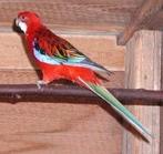 Rosella opaline rood mannen 2025, Mannelijk, Parkiet, Geringd