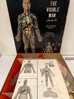 Vintage 70er jaren Anatomie ( doorsnede Mens lichaam )., Antiek en Kunst, Curiosa en Brocante, Ophalen