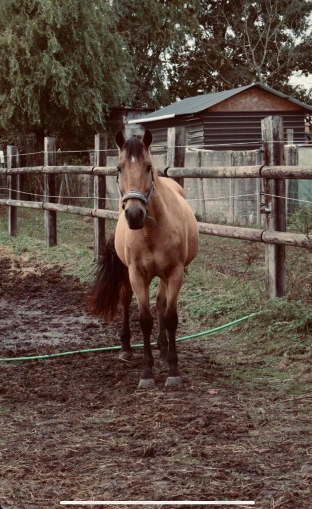Spaanse ruin, Dieren en Toebehoren, Pony's, Ruin, Ontwormd