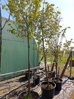 Cydonia oblonga hoogstam, Tuin en Terras, Planten | Bomen, In pot, Ophalen