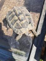 schildpad, Dieren en Toebehoren, Reptielen en Amfibieën, Schildpad, Tam, 3 tot 6 jaar