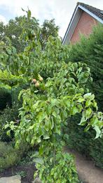 2 mooie conferance bomen gereserveerd aan rudi 25 euro, Ophalen, Overige soorten, 100 tot 250 cm