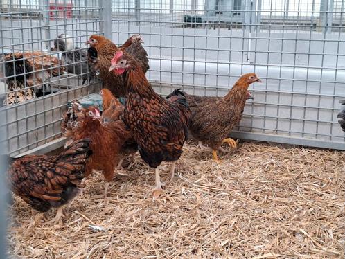 Wyandotte kriel kippen en hanen, sierkippen, Dieren en Toebehoren, Pluimvee, Kip, Meerdere dieren