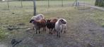 Shetland schaapjes., Dieren en Toebehoren