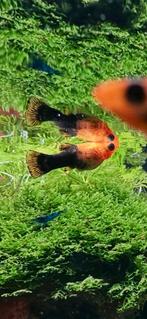 Orange Dalmatian Molly (goud/zwart) – eigen kweek, Dieren en Toebehoren, Zoetwatervis