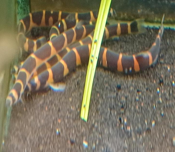 Pangio kuhlii Myersi / Reuze slangenvis 8/10 cm 6/7/8 maart, Animaux & Accessoires, Poissons | Poissons d'aquarium, Poisson d'eau douce