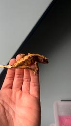 Gecko a crete wimpergekkos crestedgecko, Dieren en Toebehoren, Reptielen en Amfibieën