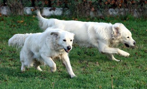 golden retriever dekreu met stamboom geröntgend particulier, Dieren en Toebehoren, Honden | Dekreuen, Reu, Particulier, Eén hond