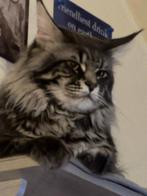 Maine Coon accessoires, Dieren en Toebehoren, Ophalen