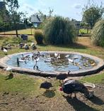 Loopeendjes verschillende kleuren, Dieren en Toebehoren, Pluimvee, Meerdere dieren, Eend