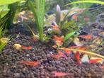 10 crevettes rouges : "Red Cherryshrimp" (exp. + retr.), Homard, Crabe ou Crevette, Poisson d'eau douce, Banc de poissons