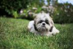 Maltezer puppy, reutje, geboren 28 maart, eigen kweek, Dieren en Toebehoren, België, 15 weken tot 1 jaar, CDV (hondenziekte), Eén hond