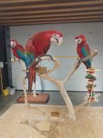 Tamme baby Groenvleugel Ara's met DNA en getest op ziektes, Meerdere dieren, Papegaai, Geringd