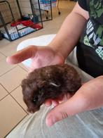 Goudhamster, Dieren en Toebehoren, Knaagdieren, Hamster, Vrouwelijk, Januari, Tam