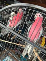 rose kaketoes, Dieren en Toebehoren