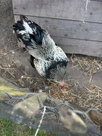 Brahma haan 1 jaar oud, Dieren en Toebehoren