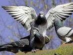 Duiven voor de slacht, Meerdere dieren, Postduif