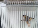 Nachtegalen., Dieren en Toebehoren
