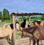 Prairie libre stabulation chevaux Overijse, Pâturage