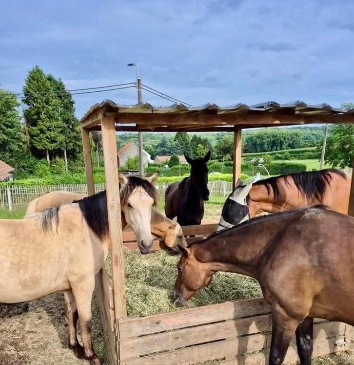 Prairie libre stabulation chevaux Overijse, Animaux & Accessoires, Box & Pâturages, Pâturage