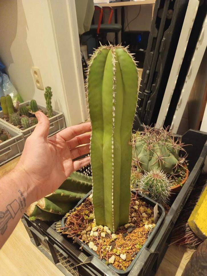 cactus zuilcactus cactussen Stenocereus marginatus, Huis en Inrichting, Kamerplanten, Cactus, 150 tot 200 cm, Groene kamerplant