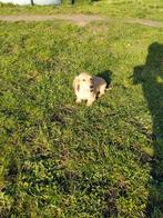 Prachtige langharige teckel pups, Dieren en Toebehoren, België, Parvo, 8 tot 15 weken, Dwerg