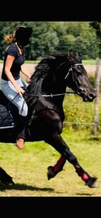 FRİESE PAARDEN !! 5 jaar merrie, Ophalen, Zo goed als nieuw