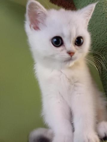 Brittse kortharige kittens beschikbaar voor biedingen