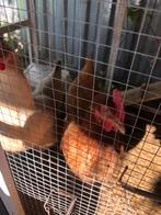 4 kippen te koop, Animaux & Accessoires