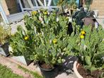 Cactus, Tuin en Terras, Planten | Tuinplanten, Ophalen