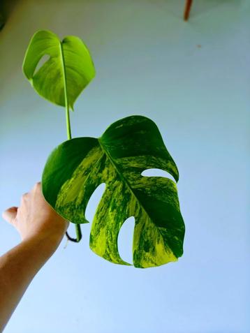 Monstera aurea beschikbaar voor biedingen