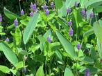 Vijverplanten, Tuin en Terras, Vijvers, Ophalen