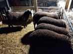 Zwartbles rammen