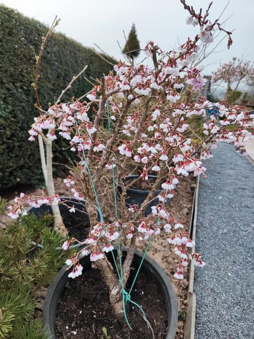 startplant bonsai sierkerselaar, Tuin en Terras, Planten | Tuinplanten, Herfst, Ophalen