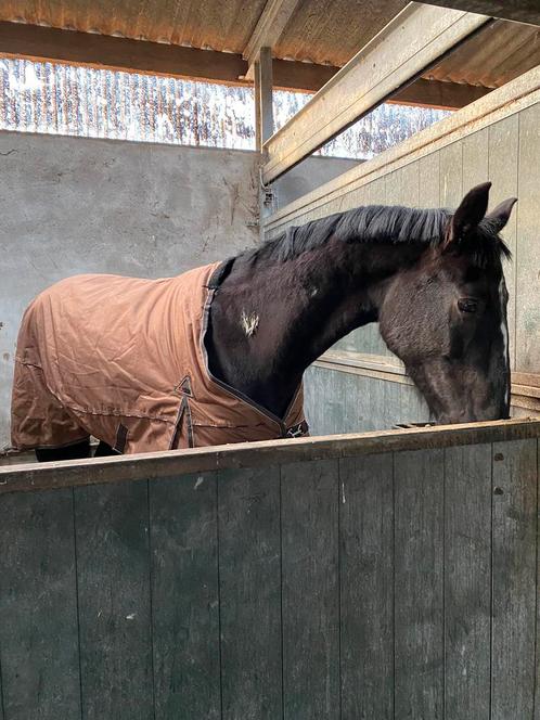 Thermostar winterdeken 200gr, Dieren en Toebehoren, Paarden en Pony's | Dekens en Dekjes, Deken, Ophalen of Verzenden