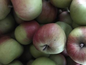 BEWAARAPPELEN TE KOOP  beschikbaar voor biedingen