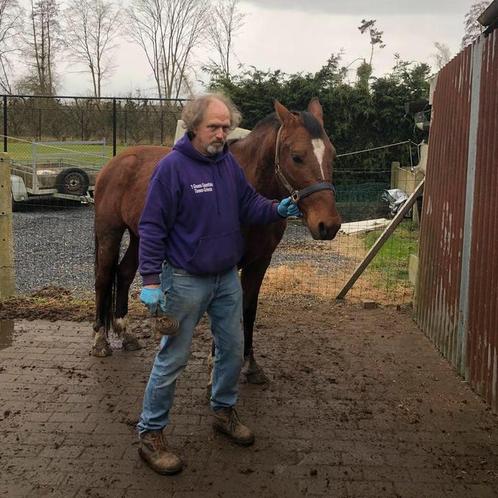 Paarden, Dieren en Toebehoren, Paarden, Hengst, 3 tot 6 jaar