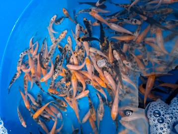 Beperkt aanbod koi 4/7 cm tosai beschikbaar voor biedingen