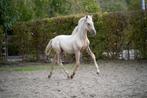Apaprt bewegende palomino PRE Andalusier hengstveulen, Dieren en Toebehoren, Paarden