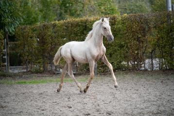 Apaprt bewegende palomino PRE Andalusier hengstveulen  beschikbaar voor biedingen