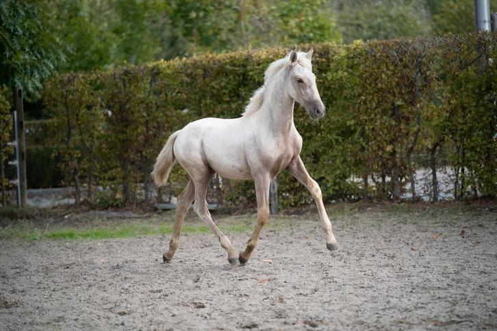 Apaprt bewegende palomino PRE Andalusier hengstveulen, Dieren en Toebehoren, Paarden
